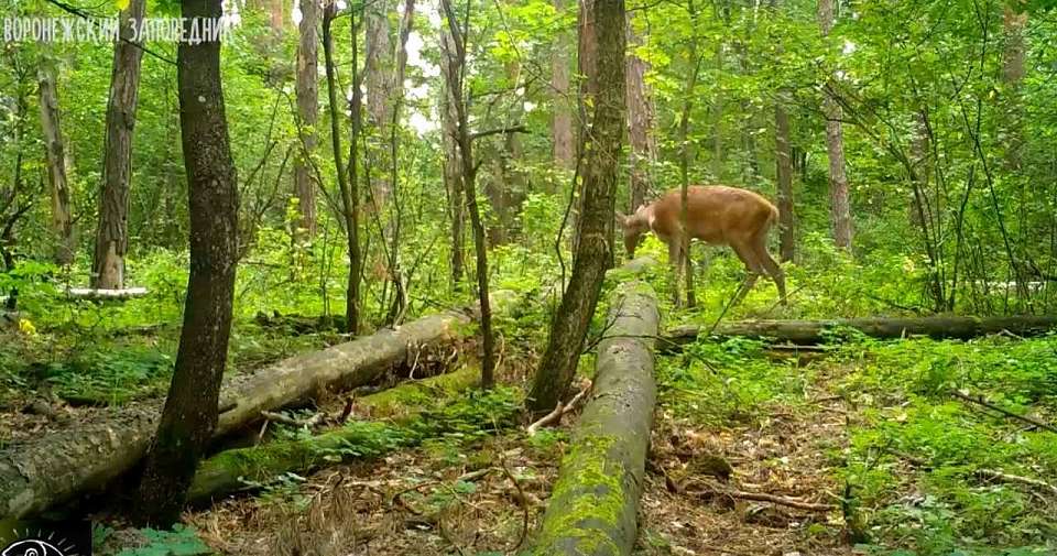 Видео со скрытой камеры опубликовали сотрудники Воронежского заповедника