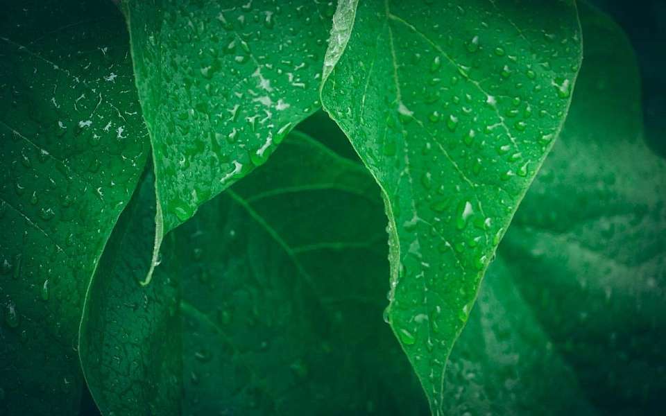 Дожди и потепление до +20 градусов придут на новой рабочей неделе в Воронежскую область