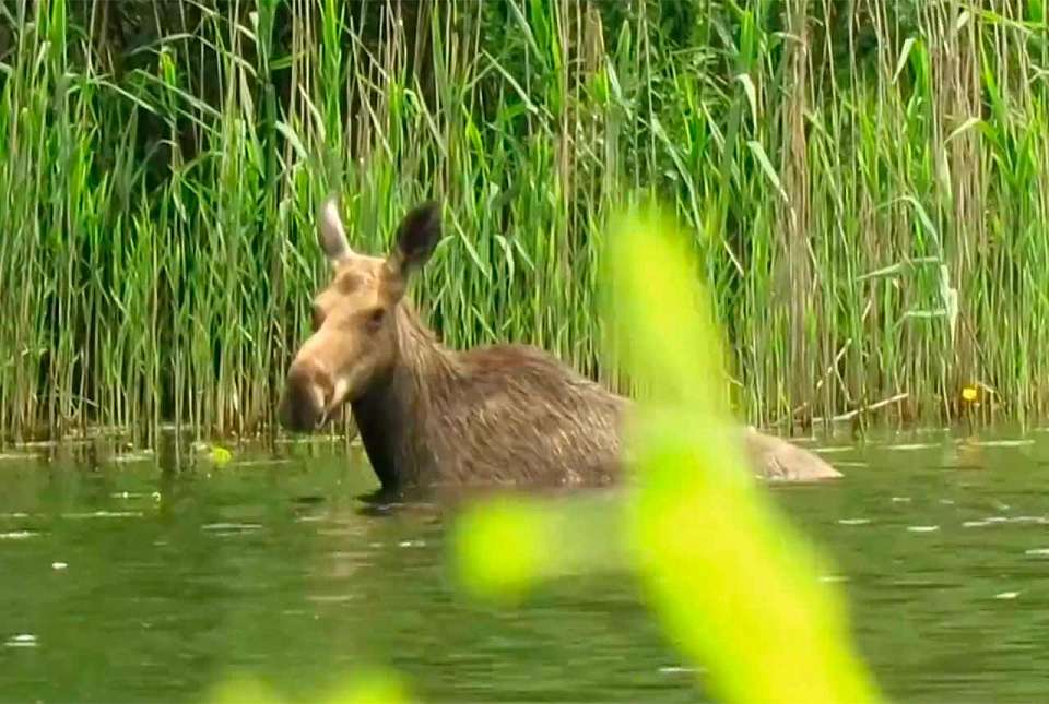 Заповедные лоси показали на видео, как справляются с жарой в Воронежской области