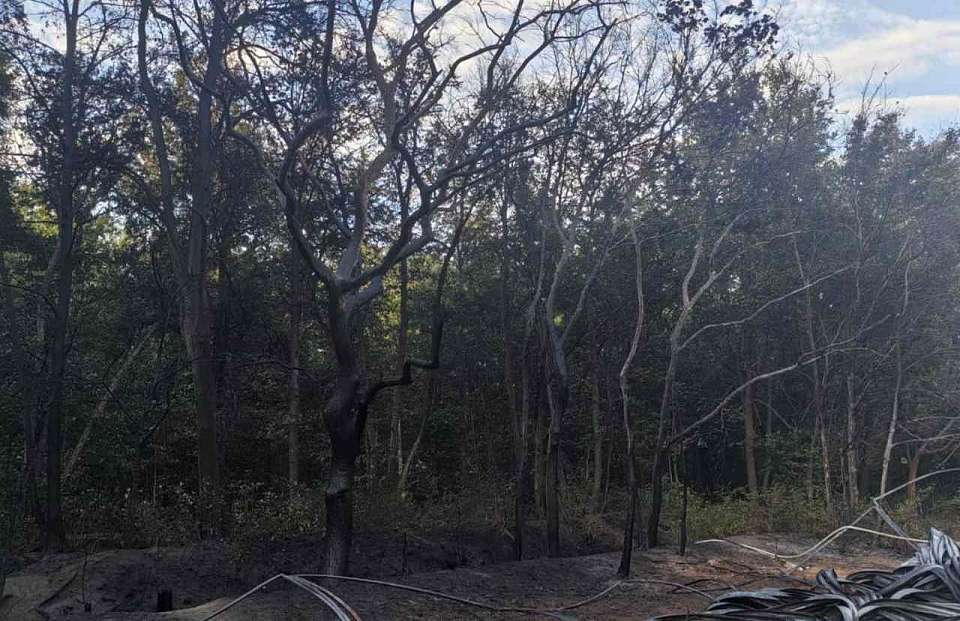 Повредил и уничтожил 34 дерева пожар в воронежском ЖМ «Олимпийский»