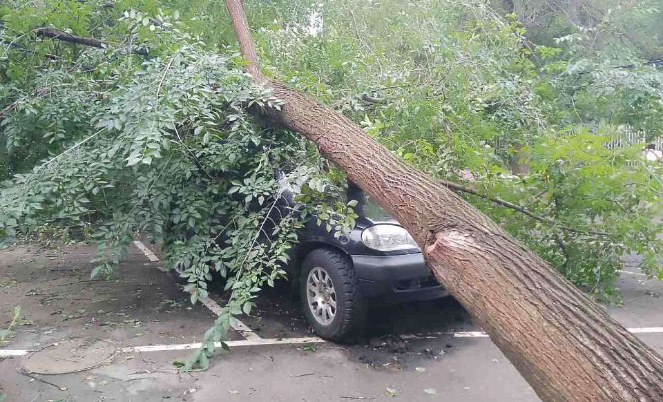 Во время сильного ветра в Воронеже упало 6 деревьев