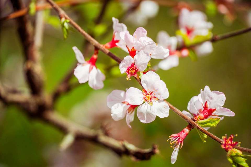 Потепление до +22 градусов придет на рабочей неделе в Воронежскую область