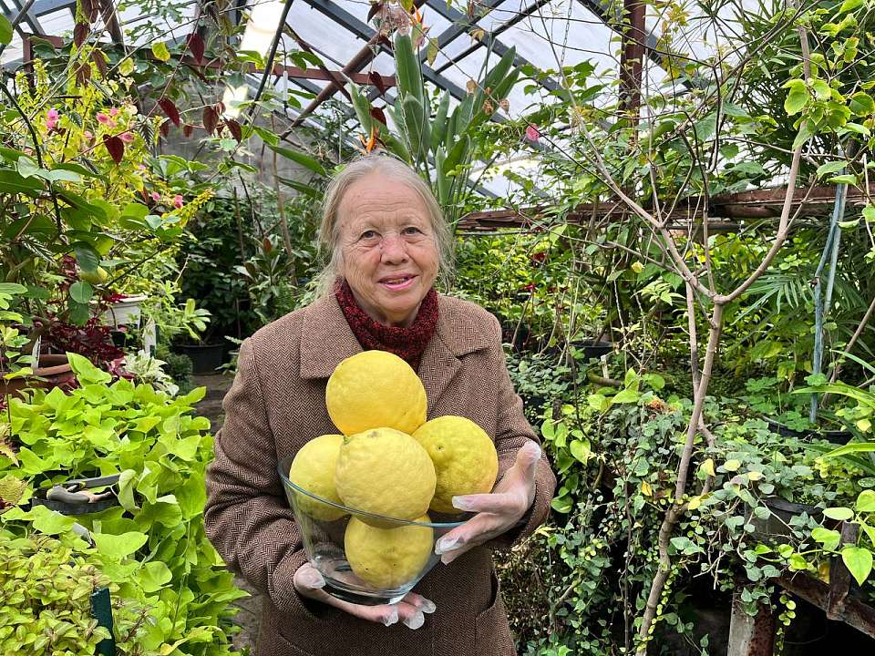 В воронежском ботаническом саду выросли гигантские лимоны 