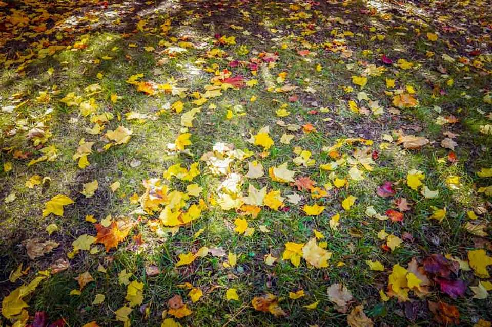 От заморозков до -2 градусов к потеплению до +16 придет погода на рабочей неделе в Воронежской области