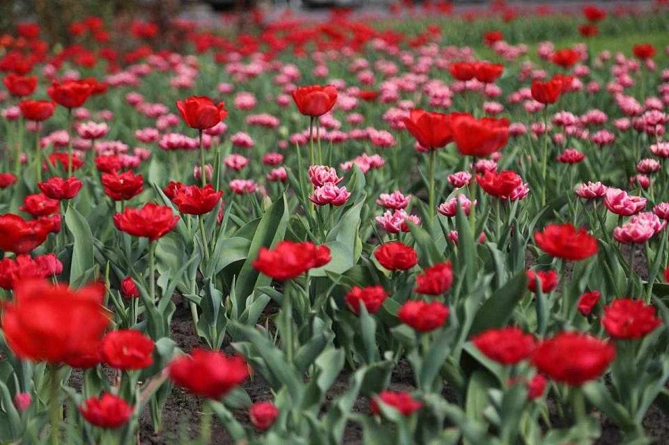 Ярким, живым цветением стал наполняться Воронеж