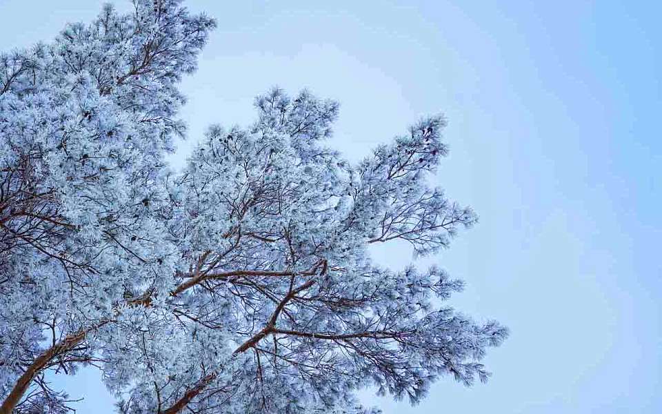 Морозная погода в первый рабочий день 2026 года ожидает воронежцев