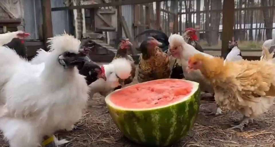 По вольерам Воронежского зоопарка разгуливают декоративные куры