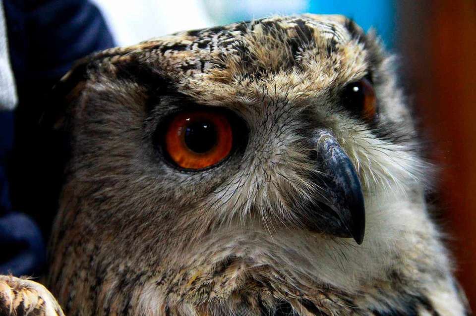 Спасённого в коровьем питомнике краснокнижного филина из Воронежской области вернули в дикую природу