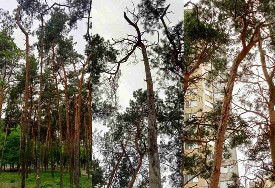 В Воронеже высадят 50 сосен и кленов в сквере «Спортивный»