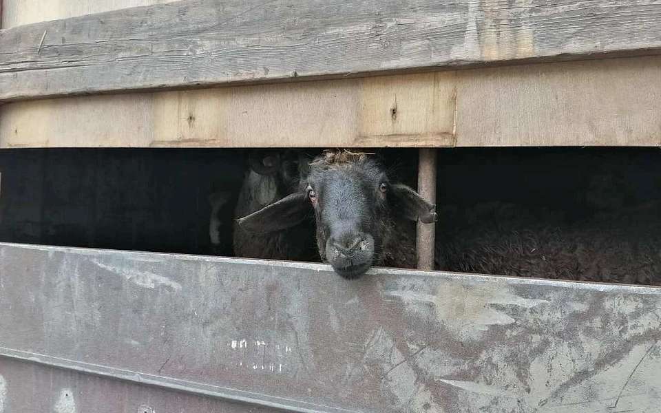 Незаконную перевозку животных остановили в Воронежской области
