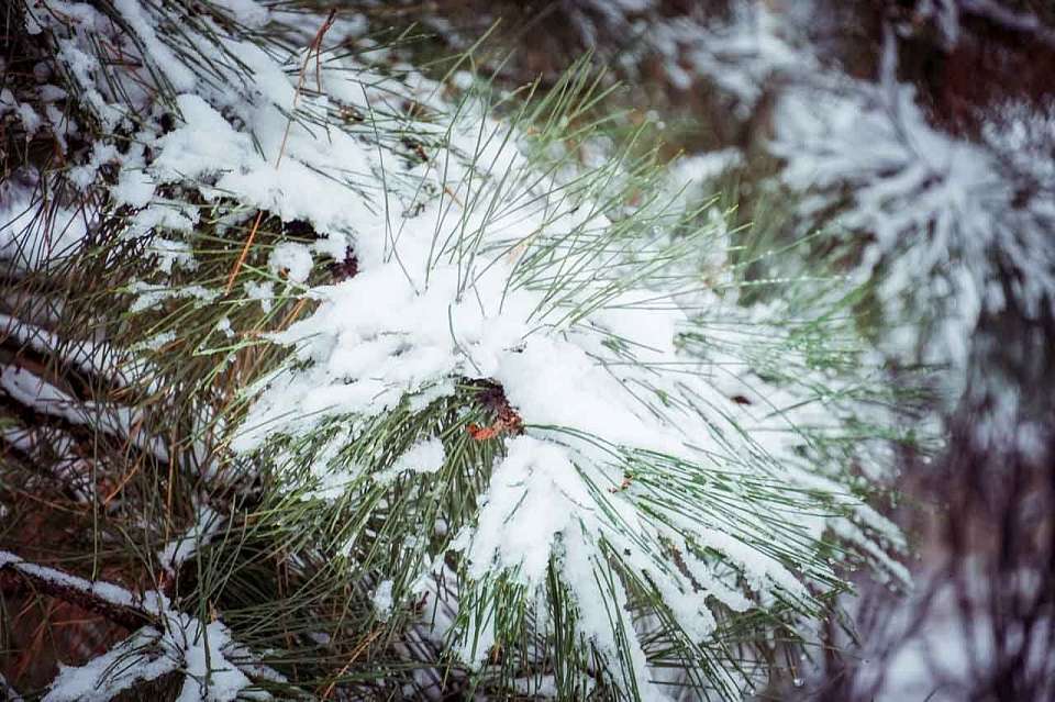 Небольшой мороз без снегопада ожидает 23 февраля воронежцев