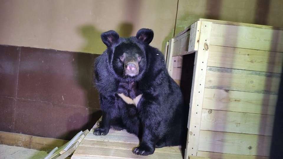 В Воронежском зоопарке поселилась цирковая медведица, ориентированная на общение с людьми