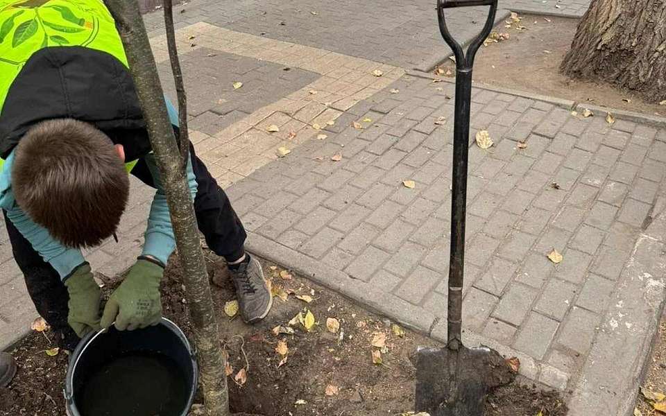 В Воронеже продолжается осеннее озеленение