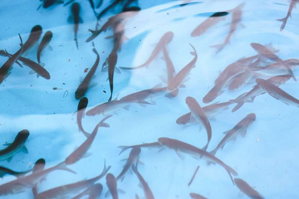 В Воронежское водохранилище выпустили 80 тысяч мальков толстолобика и сазана