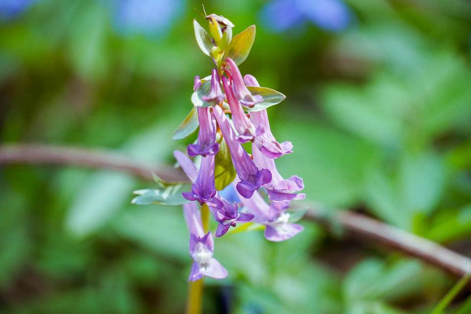 В первую рабочую неделю марта в Воронеже потеплеет до +8 градусов 