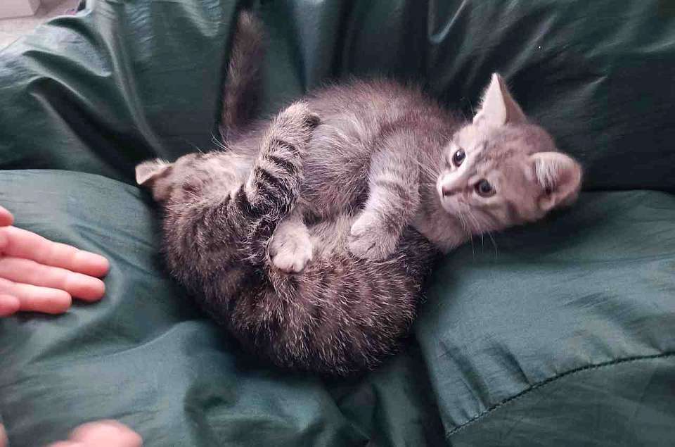 Из Воронежа за рубеж отправились 30 домашних животных с начала 2026 года