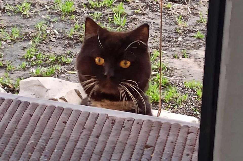 Учащихся воронежских школ пригласили принять участие в акции, посвященной животным из приюта и домашним питомцам