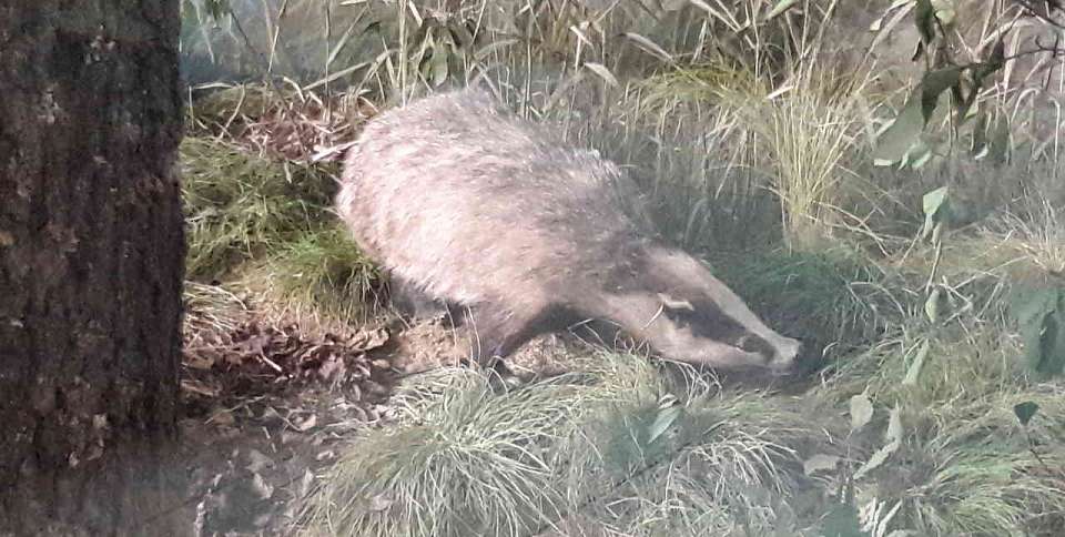 Барсуки в Воронежском заповеднике проснулись после зимней спячки