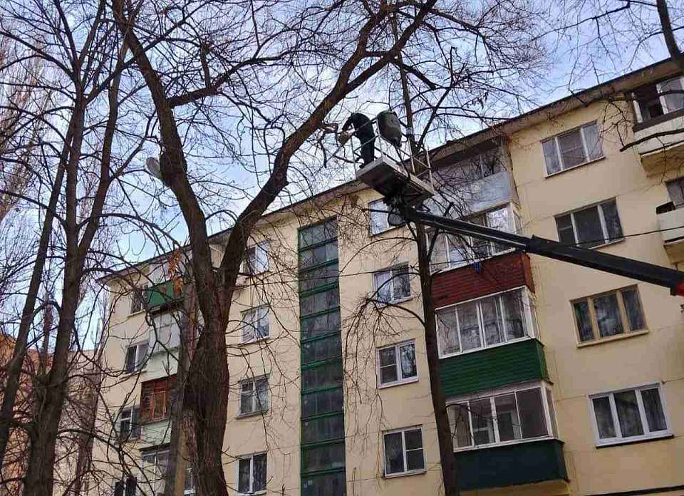 Обрезку деревьев в Воронеже проводят в присутствии экологов