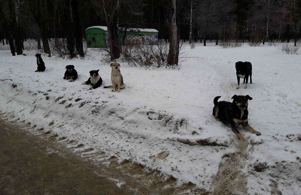 Возбуждено уголовное дело о нападении собаки на воронежскую школьницу