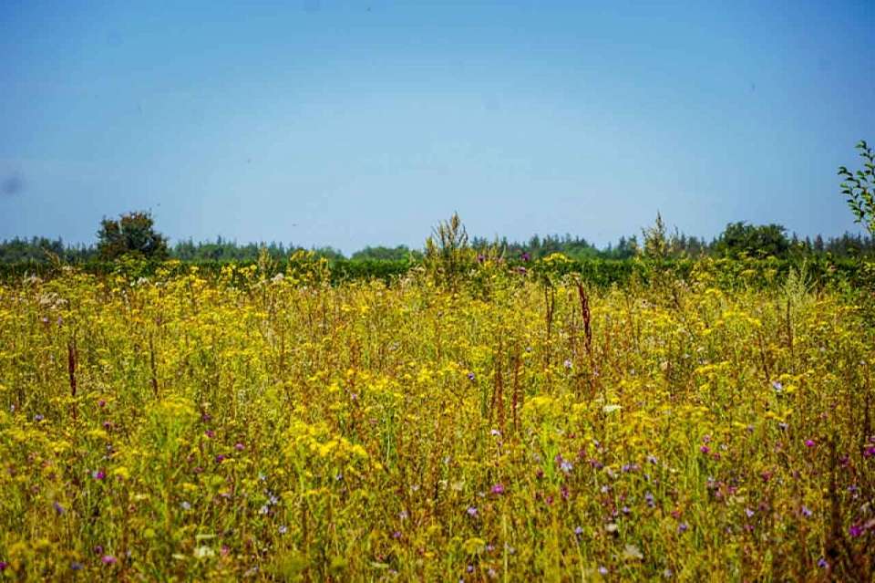 Невыносимая 38-градусная жара придет в середине недели в Воронежскую область