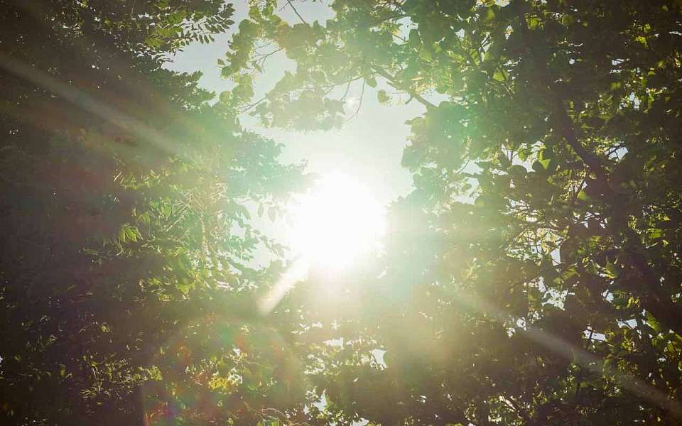 Жара до +35 градусов накроет на рабочей неделе Воронежскую область