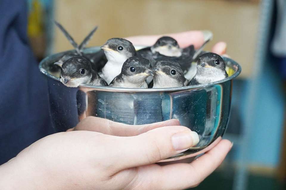 Как в Воронеже помогают диким птицам