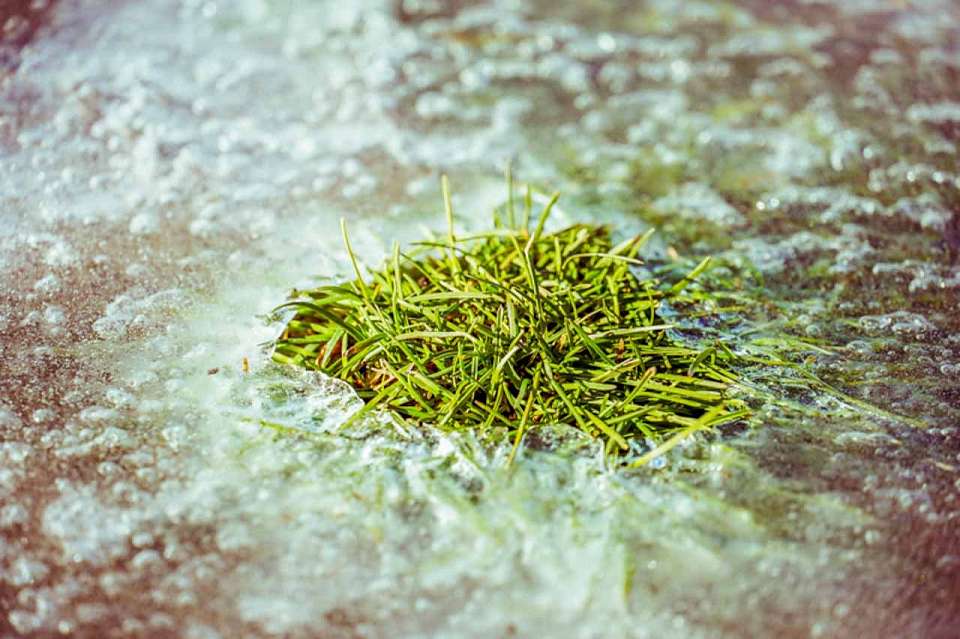 Ночные морозы вернутся на праздничных выходных в Воронежскую область