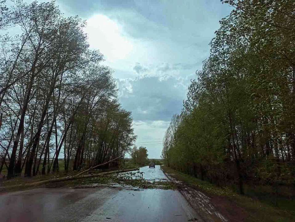 На Воронежскую область надвигается штормовой ветер с порывами до 20 м/с