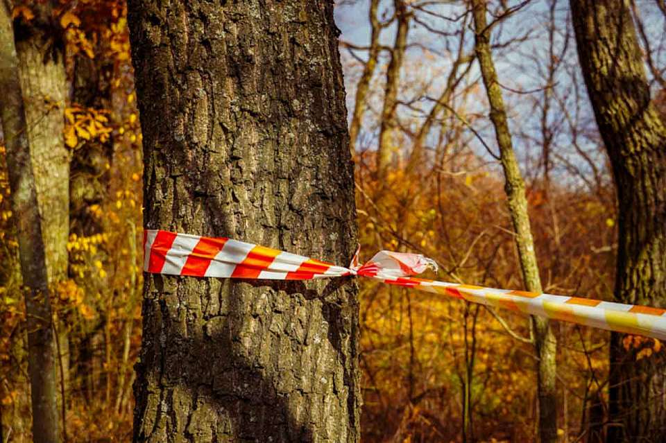 Неожиданная встреча ожидала воронежских волонтеров при поисках пропавшей женщины