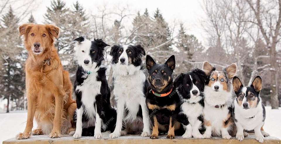 Видео с выгулом сразу 50 собак без намордников и поводков сняли в Воронеже