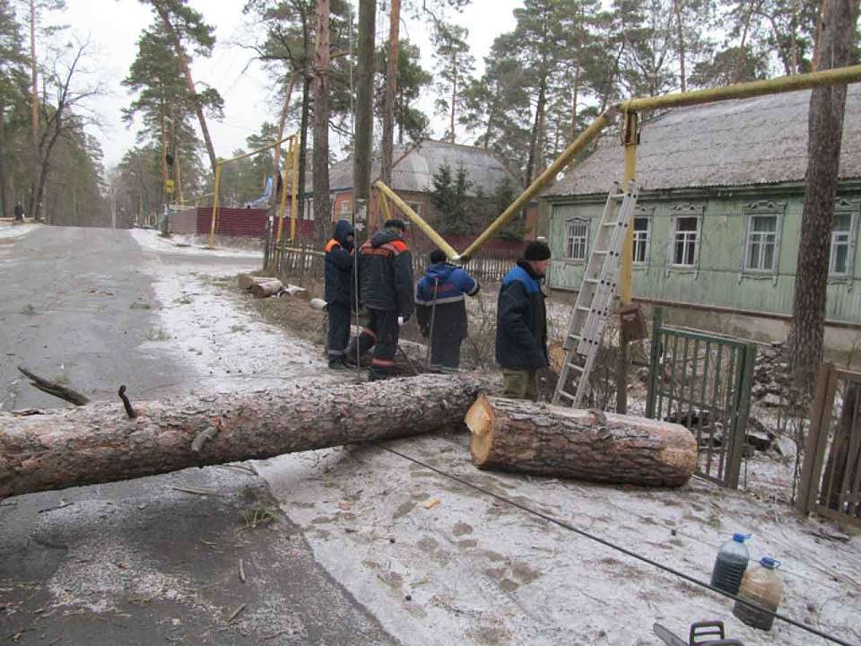 Власти прокомментировали резонансную обрезку деревьев в парке Победы в Воронеже