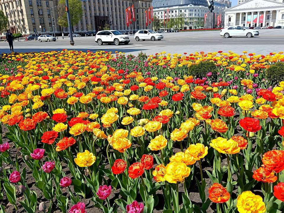 Автогонки, благотворительный забег и цветочный фестиваль. Куда воронежцам пойти на выходных 16 и 17 мая