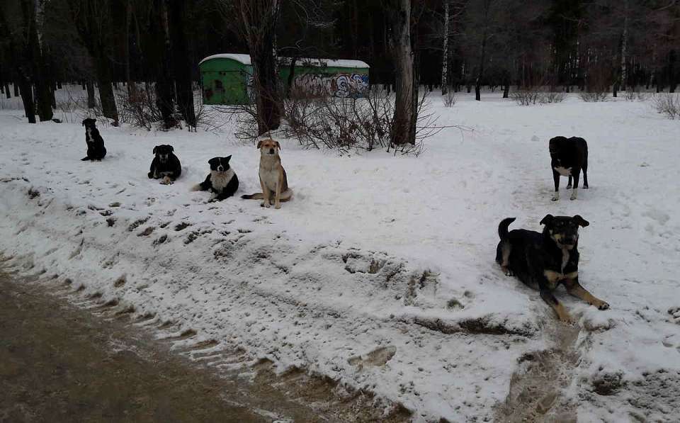 Сколько дел против живодёров возбудили в 2023 году, рассказали воронежцам