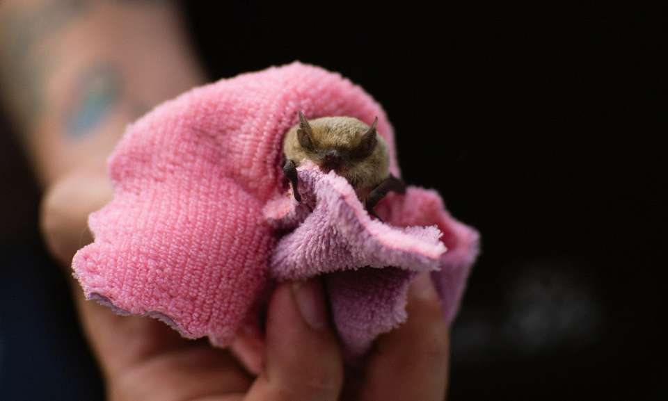 На массовый мышиный выпускной в парк пригласили воронежцев