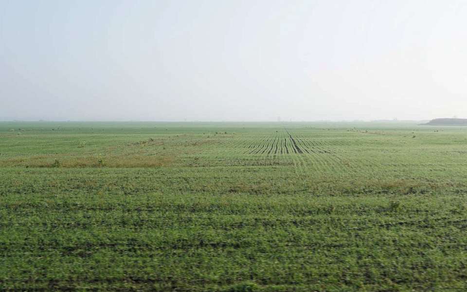 Заморозки погубили сельхозкультуры на 245 тыс. га в Воронежской области