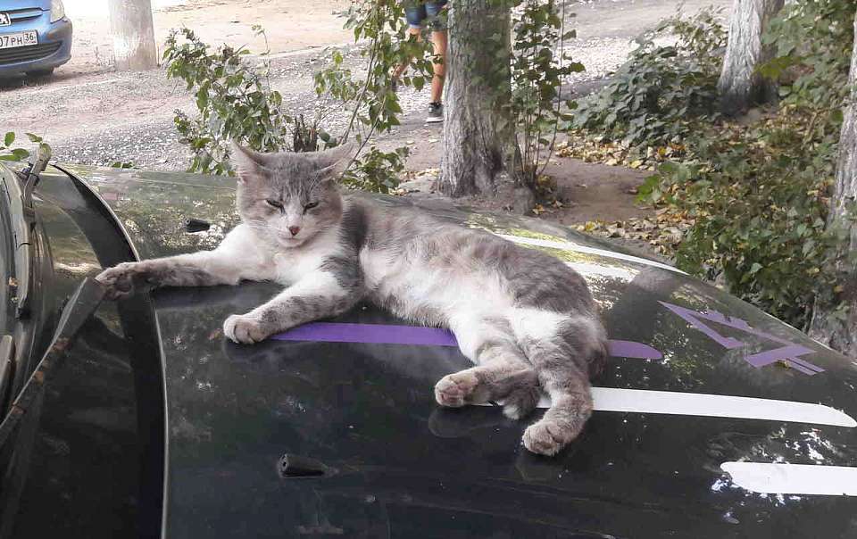 В середине сентября Воронежская область прожарится до 32 градусов тепла