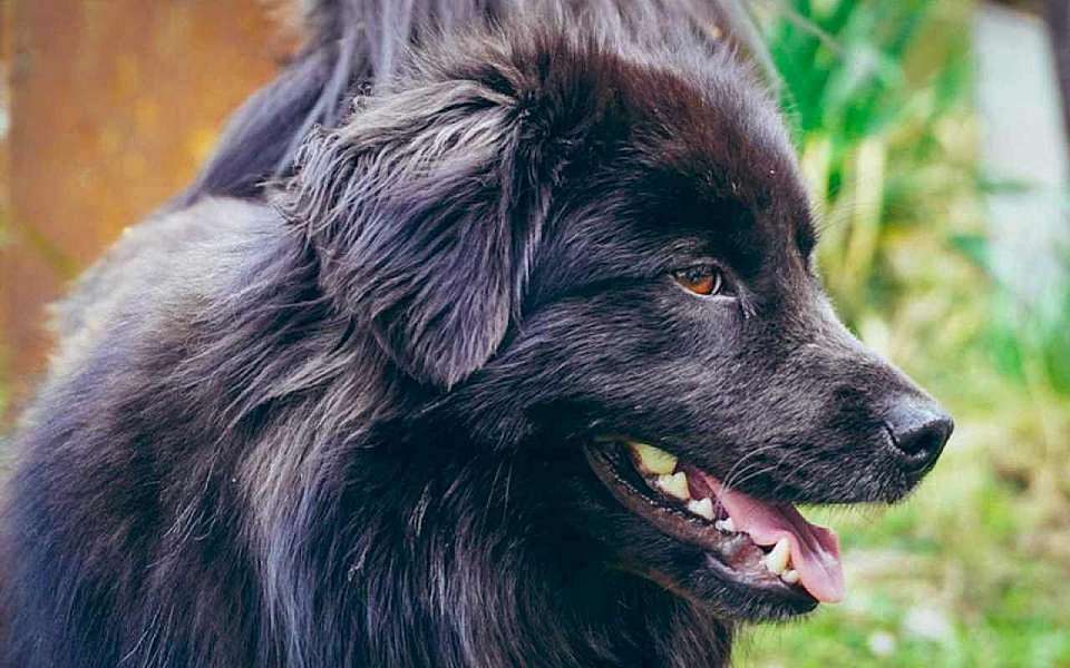 Карантин по бешенству готовятся ввести в Воронеже