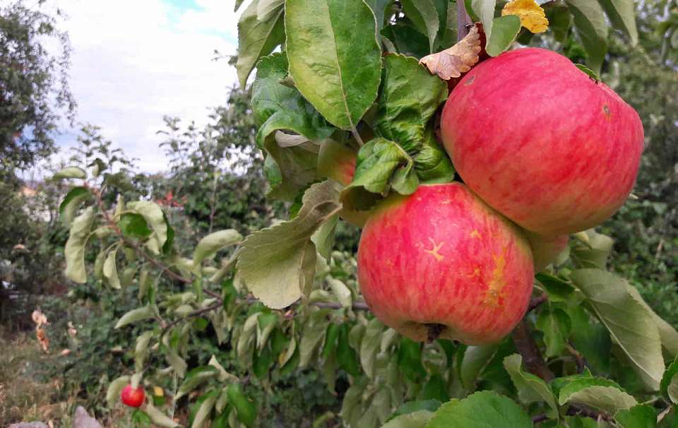 Крупнейший поставщик яблок в Воронежской области оспорил взыскание 350 млн в пользу ВТБ