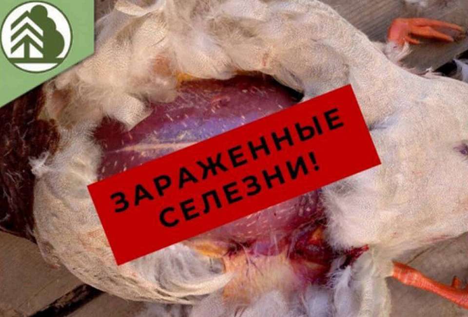 О кишащих паразитами диких птицах предупредили воронежских охотников