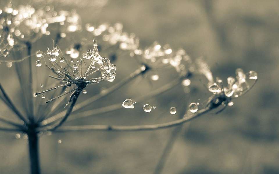 Оранжевый уровень опасности объявили из-за заморозков в Воронежской области