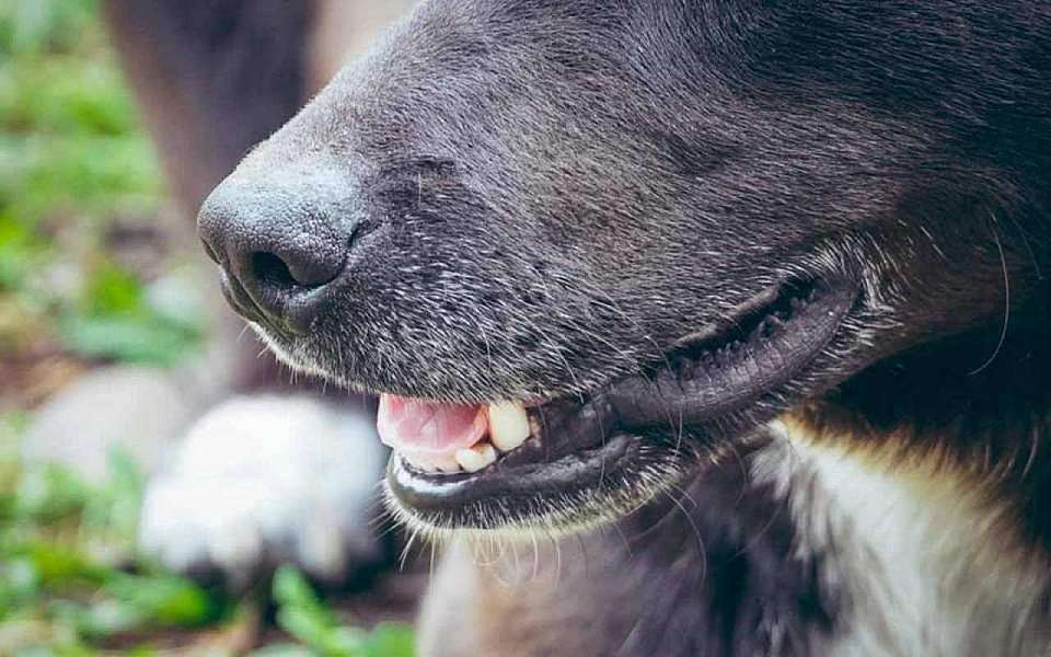 Карантин введут в Таловском районе Воронежской области