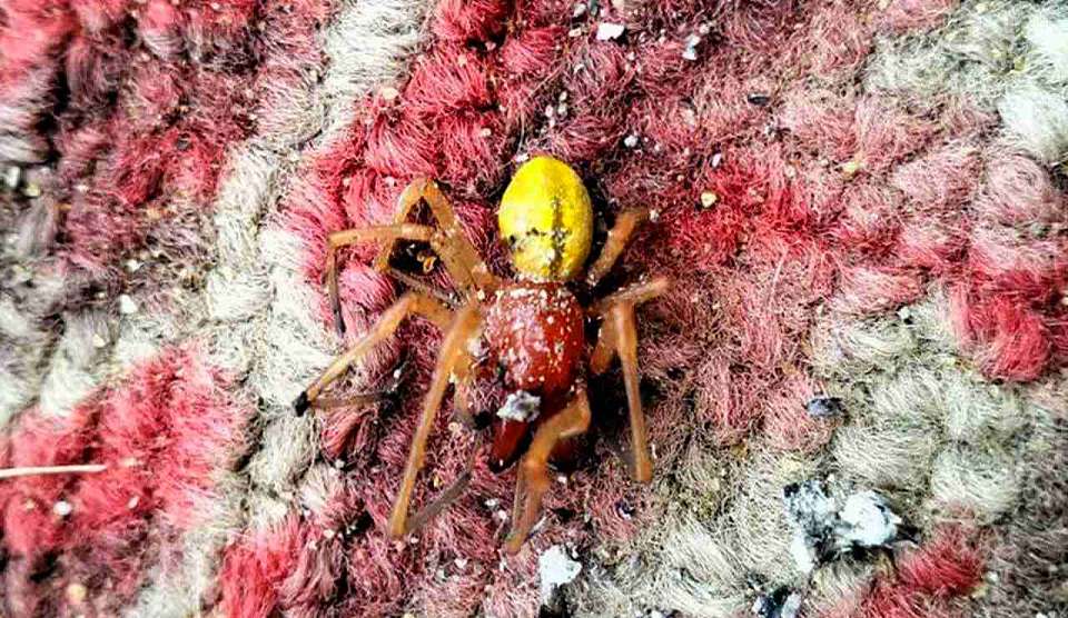 После укуса ядовитого паука воронежец обратился в больницу