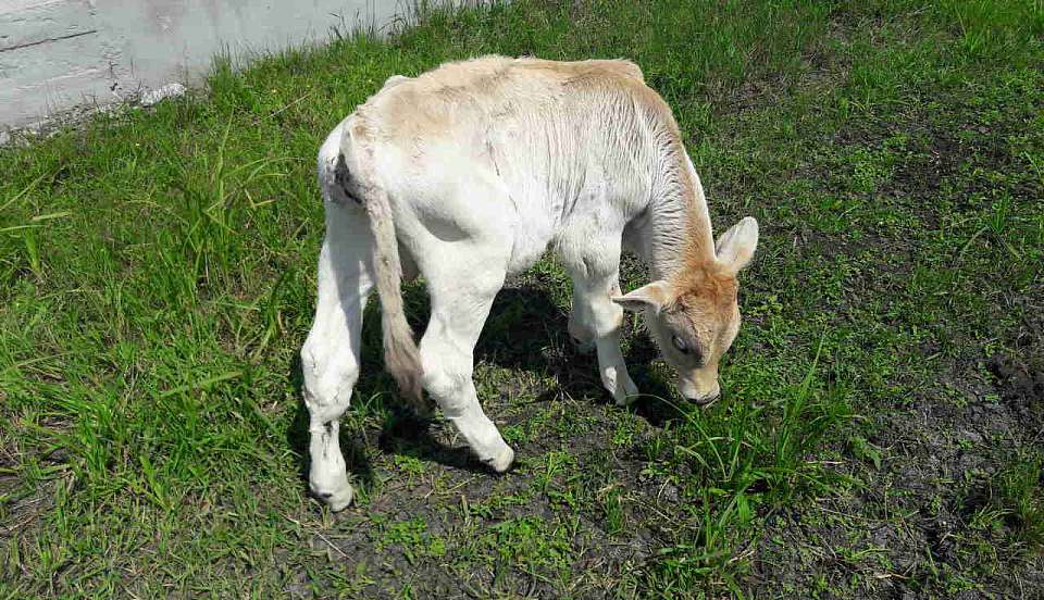 В расширение животноводческих комплексов в Воронежской области «Эконива» инвестирует 2 млрд