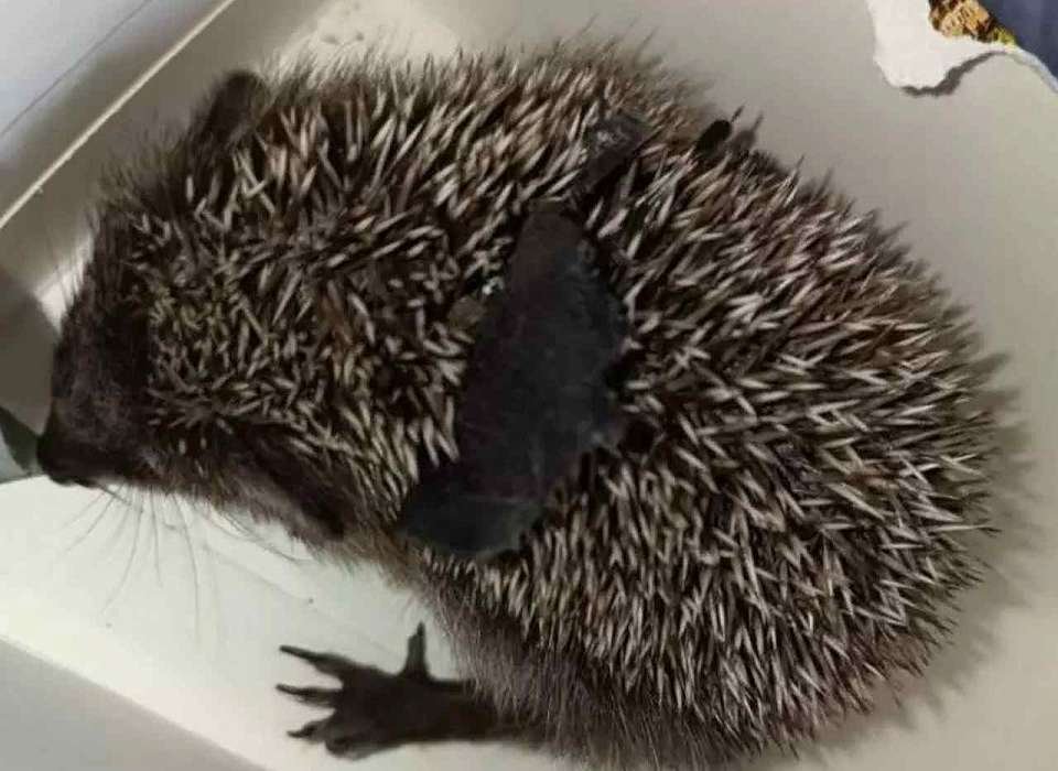 Воронежцы спасли застрявшего в полиэтилене ежика