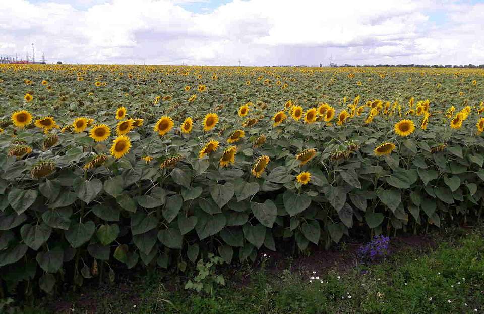 Воронежская область экспортировала почти 82 тысячи тонн агропродукции в 23 страны