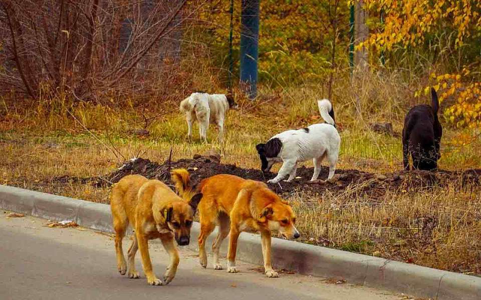 Уголовное дело после нападения собаки на девочку возбудили в Воронеже