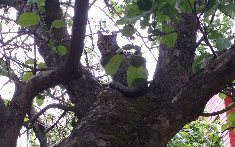 О погоде на четверг, 23 мая, рассказали воронежские синоптики