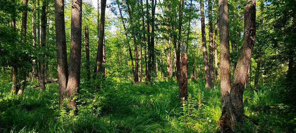 По факту хищения 7 гектаров лесного участка под Воронежем возбуждено уголовное дело