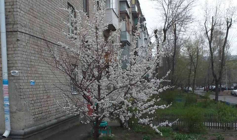 Какая будет погода в понедельник, 14 апреля, рассказали воронежцам синоптики
